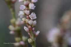 Polygonum glabrum